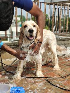 Are you Looking for Dog Grooming Services in Pune at Home? Our expert and certified pet groomer in Pune will come to your home and groom your pet. Book your dog grooming service in Pune today and be worry-free; Contact us now for a rewarding Grooming experience!

Site: https://www.mrnmrspet.com/dog-grooming-in-pune

