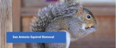 At Critterevictortx.com, we specialize in humane animal removal, exclusion services, and repair services in San Antonio and surrounding areas. Our quality work ensures that your critters are removed quickly and safely. Visit 
our site for more info.

 
 