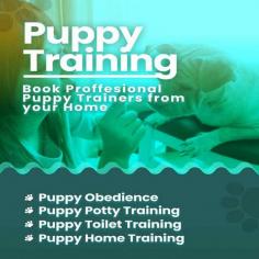 Looking for dog training in Mumbai? Our professional trainers provide personalized programs for obedience training, behaviour modification, and puppy training. Build a strong bond with your furry friend using positive reinforcement techniques. Book your dog trainer in Mumbai online today and be worry-free; Contact us now for a rewarding training experience!
