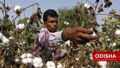 Cotton Producing States of India in 2023
Cotton, often called the "white gold" of India, plays a significant role in the country's agricultural sector and economy. With its diverse agro-climatic conditions, India has emerged as one of the world's largest producers and exporters of cotton.
India's cotton production is driven by the combined efforts of several states. The most Cotton producing states in India are including Gujarat, Maharashtra, Telangana, Madhya Pradesh, Andhra Pradesh, Rajasthan, Punjab, Haryana, Karnataka, and Odisha, has vast potential in cotton cultivation. Factors such as suitable climate, irrigation facilities, adoption of modern farming practices, and government initiatives achieve this position.
https://tractorkarvan.com/blog/top-cotton-producing-states-in-india
