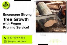 Get Healthy Tree Growth with Pruning Service!

Experience the artistry of tree pruning in Lake Charles like never before. Jerry’s Tree Service has super-skilled arborists will transform your landscape, enriching its beauty and ensuring the health of your trees. With precision and care, we'll create a harmonious balance between nature and aesthetics. Choose excellence for your trees in Lake Charles.
