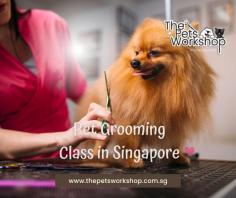 If you’ve ever dreamt of turning your love for animals into a fulfilling career, a pet grooming course Singapore might be the perfect opportunity for you. Learning the art of pet grooming is not only a passion-driven endeavor but also a practical and achievable skill to master. Pet grooming courses in Singapore are designed to make the learning process easy and accessible. With experienced instructors and hands-on training, you’ll quickly discover how manageable it is to acquire the techniques needed to groom pets effectively and safely. These courses cover a wide array of topics, from bathing and brushing techniques to nail trimming and coat styling. You’ll also learn about different breeds and their specific grooming requirements. The hands-on nature of the training ensures that you gain confidence and proficiency in your skills. Embarking on a pet grooming course in Singapore is a rewarding step towards a fulfilling career that allows you to work with animals while making a positive impact on their well-being. With the guidance of knowledgeable instructors, you’ll find that learning the art of pet grooming is an enjoyable and achievable journey.

Website : https://www.thepetsworkshop.com.sg/