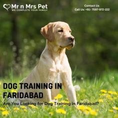 Looking for Dog Training in Faridabad? Our professional trainers provide personalized programs for obedience training, behaviour modification, and puppy training. Build a strong bond with your furry friend using positive reinforcement techniques. Book your dog trainer in Faridabad online today and be worry-free; Contact us now for a rewarding training experience!

View Site: https://www.mrnmrspet.com/dogs-training-in-faridabad
