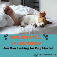 Are You Looking for Dog Boarding Services in Lucknow? Your beloved pet will enjoy a comfortable and safe stay at our expertly managed facility. Count on us to provide you with the best care and a great time! Book your Dog Boarding in Lucknow online today and be worry free; Contact us now for a rewarding dog hostel experience!
VIST SITE : https://www.mrnmrspet.com/dog-hostel-in-lucknow
