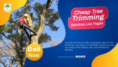 Cheap Tree Trimming Services Las Vegas

Duranchi Tree Service offers unbeatable rates for tree trimming in Las Vegas. Our affordable solutions ensure your trees remain healthy, safe, and aesthetically pleasing.

Visit Now: https://www.duranchitreeservice.com/tree-removal-las-vegas