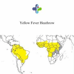 Yellow Fever Heathrow

Yellow fever describes the symptoms people get when they are affected by the Yellow Fever i.e their eyes become yellow (jaundiced) and they develop a high fever. The disease is caused by a virus which is transmitted to people after they are bitten by an infected mosquito. The disease causes jaundice because of liver damage, bleeding, fever and can eventually become fatal. Current fatality rates are around 8-10%. The Yellow Fever vaccination is highly effective at stopping the disease from developing.

See more: https://www.privatemedical.clinic/yellowfever-vaccination-clinic

