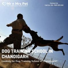 Dog Training in Chandigarh	

Looking for dog training in Chandigarh? Our professional trainers provide personalized programs for obedience training, behaviour modification, and puppy training. Build a strong bond with your furry friend using positive reinforcement techniques. Book your dog trainer in Chandigarh online today and be worry-free; Contact us now for a rewarding training experience!

Visit Site: https://www.mrnmrspet.com/dogs-training-in-chandigarh

