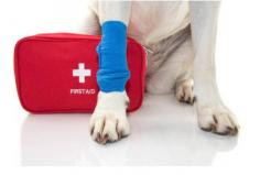 The Perfect Blogger is your go-to destination for things you need in a pet's first aid kit. Our comprehensive guide provides an extensive list of necessary items required to help with minor issues and illnesses, such as bandages, tweezers or rubbing alcohol. We also provide tips on when it’s time to call the vet instead of treating at home—so that both you and your furry friend are safe!

Read more: https://theperfectblogger.com/things-you-need-in-pets-first-aid-kit/
