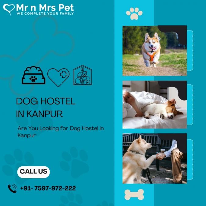 Are You Looking for Dog Boarding Services in Kanpur? Your beloved pet