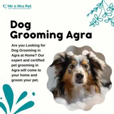 Dog Groomers in Agra	

Are you Looking for Dog Groomers in Agra at Home? Our expert and certified pet groomers in Agra will come to your home and groom your pet. Book your dog groomers in Agra today and be worry-free; Contact us now for a rewarding grooming experience!

View Site: https://www.mrnmrspet.com/dog-grooming-in-agra
