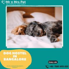 Dog Boarding Services in Bangalore, Karnataka: Mr n Mrs Pet offers the best home-based dog boarding service in Bangalore near you. Like dog daycare, drop-in visits, house sitting, and a dog hostel in Bangalore.
