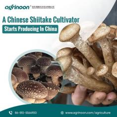A leading Chinese Shiitake cultivator embarks on domestic production in China, revolutionizing the local mushroom market. With cutting-edge techniques and sustainable practices, their venture aims to meet the rising demand for premium-quality Shiitake mushrooms. 

See more: https://www.agrinoon.com/agriculture/

