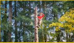 At North Las Vegas Tree Service Pros, we strive to provide high-quality tree removal and tree pruning services in North Las Vegas, Henderson, Summerlin, and nearby areas. Our services are affordable, however, this does not mean that we compromise on the quality, absolutely not! We hire the best tree trimmers and removers who have extensive tree care experience, so they give you nothing but the best. Be it palm tree removal, palm tree trimming, or stump grinding, we guarantee the best results each time.