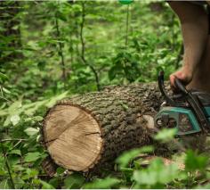 At Wausau Tree Service Pros, we take pride in being the #1 choice for residential tree removal and commercial tree-cutting services in Wausau and neighboring areas. Our 20+ years of experience in the tree industry in Wausau has made us pros in offering effective, quick, and safe tree care solutions.