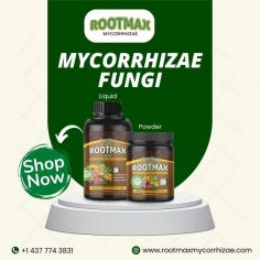 Unveil the hidden wonders of your garden with the power of mycorrhizae fungi. These beneficial organisms form intricate partnerships with plant roots, enhancing nutrient absorption and promoting soil health. Watch your plants flourish like never before as mycorrhizal symbiosis fosters resilience, increases water efficiency, and reduces the need for synthetic fertilizers. Join the mycorrhizae revolution and discover a natural, eco-friendly way to boost your garden's vitality.