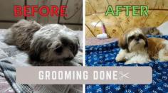 Dog Grooming Services in Pune: Dog Baths, Haircuts	

Book dog grooming services at home in pune today with Mr N Mrs Pet. The best offers in pet grooming, bathing, trimming, nail trimming, pet spa, ear cleaning and pet grooming in pune.

View Site: https://www.mrnmrspet.com/dog-grooming-in-pune

