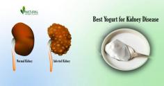 Get the facts on choosing the Best Yogurt for Kidney Disease. Know about which types of yogurt are most beneficial for Kidney Disease infection.
