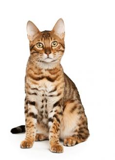 Discover the perfect Bengal cat for your home at Bengal Cat Club! Our cats are of the highest quality and come with a lifetime of love and support. Buy with confidence!

https://bengalcatclub.com/

