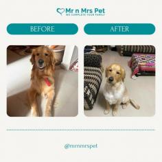 Dog Grooming Services in Hyderabad: Dog Baths, Haircuts	

Book dog grooming services at home in hyderabad today with Mr N Mrs Pet. The best offers in pet grooming, bathing, trimming, nail trimming, pet spa, ear cleaning and pet grooming in hyderabad.

View Site: https://www.mrnmrspet.com/dog-grooming-in-hyderabad

