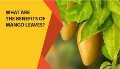 Learn about the top ten mango leaves benefits. Read this blog post for more information on the miraculous goodness of mango leaves and how to use them to enhance our health.