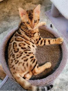 Looking for a Bengal cat near you? Bengal Cat Club has the best selection of Bengal cats and provides a loving home for them. Come explore and find your perfect feline companion today!
https://bengalcatclub.com/bengal-cat-breeders/virginia/
