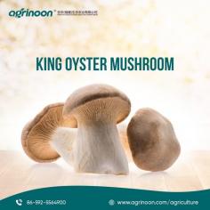 Elevate your culinary adventures with these premium mushrooms. Easy to cultivate with our expert guidance. Perfect for home chefs and food enthusiasts.

See more: https://www.agrinoon.com/agriculture/oyster-mushroom-spawn/
