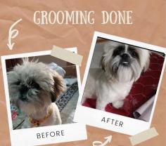 Dog Grooming Services in Mumbai: Dog Baths, Haircuts	

Book dog grooming services at home in mumbai today with Mr N Mrs Pet. The best offers in pet grooming, bathing, trimming, nail trimming, pet spa, ear cleaning and pet grooming in mumbai.

View Site: https://www.mrnmrspet.com/dog-grooming-in-mumbai
