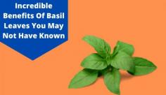 Discover the surprising health benefits of Basil that helps improve digestion, reduces depression, relieves stomach issues, helps manage diabetes and more. Read this article at Livlong for more details on basil leaves nutrition facts and more.