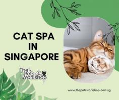 The concept of a “Cat Spa Singapore” is gaining popularity, offering a range of wellness treatments that go beyond pampering to significantly enhance the well-being of your feline friend.

The Benefits of Cat Spa Treatments:

1. Stress Relief: Cats can experience stress due to changes in their environment or routines. A spa treatment can help alleviate stress through gentle massages, soothing aromatherapy, and calming environments.

2. Improved Blood Circulation: Massages and spa treatments promote better blood circulation, which is beneficial for cats with joint issues or older felines.

3.Enhanced Coat and Skin Health: Spa treatments often include grooming, which can improve the condition of your cat’s coat and skin. This is especially beneficial for long-haired breeds prone to matting.

4. Mental Stimulation: Cats require mental stimulation. Spa treatments provide an opportunity for sensory exploration, which can keep your cat’s mind active and engaged.

5. Bonding: These sessions offer a unique bonding opportunity between you and your cat, reinforcing your relationship.

A “Cat Spa” in Singapore is not merely a luxury; it’s an investment in your feline companion’s overall health and happiness. It’s a place where your cat can relax, rejuvenate, and revel in the care and attention they deserve.

Click this site : https://www.thepetsworkshop.com.sg/