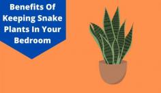 Explore the benefits of snake plant benefits in bedroom which are great for environment & filtering air. Know more about the snake plant in bedroom at Livlong.