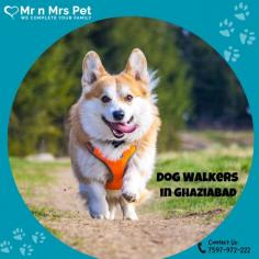 Are you looking for an expert dog walking service near you in Ghaziabad? Mr. N Mrs. Pet has dog trainers with over 10 years of experience providing reliable and loving care to your beloved companion. For expert dog walking services visit our website and book your trainer.
Visit Site : https://www.mrnmrspet.com/dog-walking-in-ghaziabad

