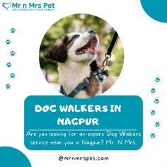 Are you looking for an expert dog walking service near you in Nagpur? Mr. N Mrs. Pet has dog trainers with over 10 years of experience providing reliable and loving care to your beloved companion. For expert dog walking services visit our website and book your trainer.
Visit Site : https://www.mrnmrspet.com/dog-walking-in-nagpur
