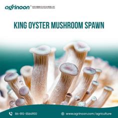 Our premium spawn is the foundation for cultivating exquisite King Oyster mushrooms in the comfort of your own space. With easy-to-follow instructions, you can enjoy a bountiful harvest of delicious, meaty mushrooms.

See more: https://www.agrinoon.com/agriculture/oyster-mushroom-spawn/