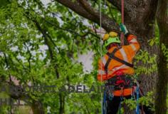 Since its inception, A Plus Tree and Land Management has been the leading arborist in the Adelaide Hills. You can depend on our team for all types of tree removal and maintenance services. Our team has specialties in high-risk removals, tight access asset protection removals, and climbing where access isn’t an option. In addition, we have extensive experience in environmental and arboriculture management. Having studied and perfected the best tree removal and maintenance solutions for many years, you can rely on us for services that fully suit your needs.