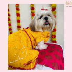 Yellow Pink dog lehenga choli is designed for festive and wedding celebration ! Suitable for all breeds, small dog and big dog. It is crafted from premium fabric with cotton lining inside, which gives it a luxurious look and feel. 