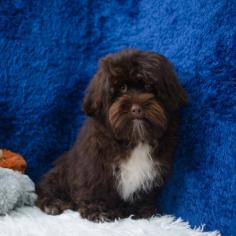 You've come to the right place if you're looking for the ideal Cavalier puppy for sale in McAllen, Texas. Abcpuppy.com provide happiness to your family, our puppies are lovingly and carefully bred. Discover your new best friend right now!