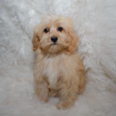 Welcome to Abcpuppy.com! Find your new furry friend today! We offer the most adorable Maltipoo puppies for sale in San Antonio, with unbeatable prices and outstanding customer service. Come see why we're the best in the business!