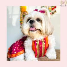 Kesari dog lehenga choli is designed for festive and wedding celebration ! Suitable for all breeds, it is crafted from premium fabric with cotton lining inside, which gives it a luxurious look and feel.