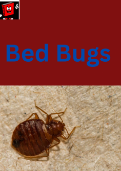 To know about Bed Bugs and Best-Selling Bed Bug Products in United Kingdom read the article 
https://storiesforum.com/best-selling-bed-bugs-products-in-united-kingdom-uk/
