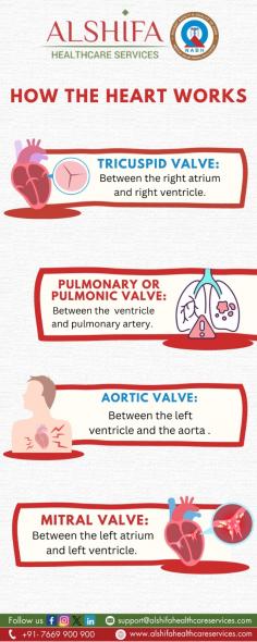  Heart pumps deoxygenated blood to lungs, receives oxygen, pumps oxygenated blood to body. Atria receive, ventricles pump. Continuous circulation sustains life.