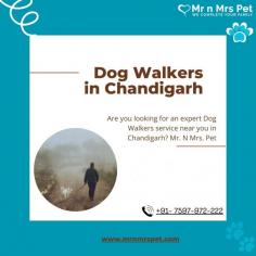 Are you looking for an expert dog walking service near you in Chandigarh? Mr. N Mrs. Pet has dog trainers with over 10 years of experience providing reliable and loving care to your beloved companion. For expert dog walking services visit our website and book your trainer.
Visit Site : https://www.mrnmrspet.com/dog-walking-in-chandigarh

