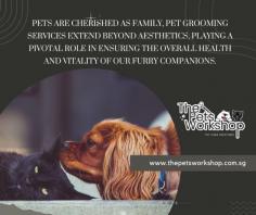 Pets are cherished as family, pet grooming Singapore services extend beyond aesthetics, playing a pivotal role in ensuring the overall health and vitality of our furry companions.

The Holistic Benefits of Pet Grooming for Health:

1. Skin and Coat Health: Regular grooming sessions promote a healthy skin and coat by removing dirt, dead hair, and preventing matting. This not only enhances the pet’s appearance but also contributes to skin health.

2. Early Detection of Issues: Groomers are trained to identify early signs of health issues such as skin infections, lumps, or abnormalities. Timely detection allows for prompt veterinary intervention.

3. Parasite Prevention: Grooming helps in the early identification and prevention of external parasites like fleas and ticks. This is crucial in a tropical climate like Singapore, where such parasites can thrive.

4. Dental Care: Neglecting oral health can lead to various issues. Grooming includes oral inspections, and some services may offer teeth cleaning, contributing to overall dental well-being.

5. Emotional Well-being: Regular grooming sessions provide emotional benefits for pets. The attention and care they receive during grooming contribute to reduced stress and anxiety.

The commitment to pet health is palpable. Beyond the aesthetic transformations, these grooming sessions become a cornerstone of proactive care, ensuring our pets lead healthy, happy lives in the heart of our homes.

Click this site :https://www.thepetsworkshop.com.sg/
