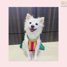 Green dog lehenga choli is designed for festive and wedding celebration ! Suitable for all breeds, it is crafted from premium fabric with cotton lining inside, which gives it a luxurious look and feel.