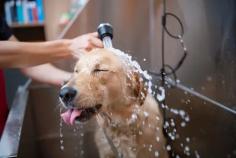 Dog Grooming Services in Chandigarh: Dog Baths, Haircuts	

Book dog grooming services at home in chandigarh today with Mr N Mrs Pet. The best offers in pet grooming, bathing, trimming, nail trimming, pet spa, ear cleaning and pet grooming in chandigarh.

View Site: https://www.mrnmrspet.com/dog-grooming-in-chandigarh

