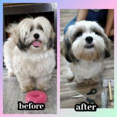 Dog Grooming Services in Amritsar: Dog Baths, Haircuts	

Book dog grooming services at home in amritsar today with Mr N Mrs Pet. The best offers in pet grooming, bathing, trimming, nail trimming, pet spa, ear cleaning and pet grooming in amritsar.

View Site: https://www.mrnmrspet.com/dog-grooming-in-amritsar

