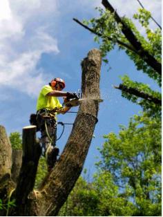 CGL has been working in the area for more than a decade to provide successful tree removal services Phoenix wide. Whether you are dealing with sunlight blockage, an unsightly, poorly located tree, or one leaving constant debris, we have the manpower and equipment needed to ensure that your unwanted tree is safely and promptly removed without any hazard. We at CGL Landscaping will diagnose the issue and inform you about the next steps if your plants are unhealthy for some reason. It could be best to prune the tree to minimize its weight, mark it for inspection, or remove it from your property. It is much safer to firmly cut down a tree than to wait for it to collapse.