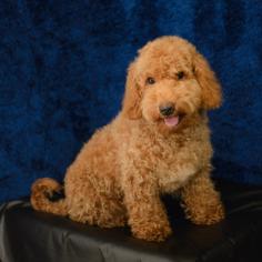 You can find the ideal tiny poodle puppy for your family at Abcpuppy.com, so welcome! Our puppies are reared in Austin, Texas, with love and come with lifetime assistance.