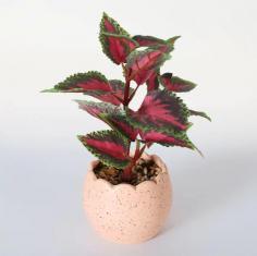 "Artificial Coleus (Green Pink)" introduces a stunning and vibrant addition to home decor and landscaping. This artificial coleus plant features a captivating blend of green and pink foliage, providing a burst of color that remains perpetually vibrant. Crafted with meticulous attention to detail, this faux plant replicates the intricate patterns and textures of its living counterpart, adding a touch of nature to any space without the need for maintenance.

Ideal for those who appreciate the beauty of nature but may lack a green thumb, the artificial coleus offers a hassle-free and long-lasting decorative solution. Whether placed indoors to brighten up a room or used in outdoor arrangements, the green and pink hues create a visually striking contrast. This artificial coleus not only brings a sense of botanical charm but also serves as a versatile and enduring decorative element, allowing individuals to enjoy the allure of nature without the concerns of watering or sunlight.
https://www.artificial-pant-factory.com/product/artificial-plants-grasses/artificial-potted-plants/