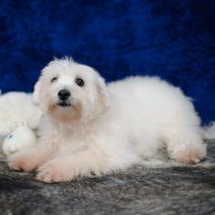 Welcome to Abcpuppy.com, Houston's premier Maltipoo breeders. We specialize in the highest quality puppies and offer a lifetime of support. Our puppies are raised with love and care, so you can be sure of their health and happiness. Come find your perfect pup today!