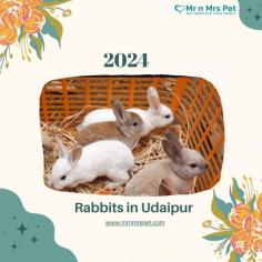 Buy Healthy Rabbits for sale in Udaipur at Affordable Prices. They are adorable and loving animals that are easy to maintain and handle. Buy, Sell and Adopt Rabbits online near you, like American, Dutch, Holland lop, Netherland Dwarf, Mini Lop, and other Angora Rabbits in Udaipur.
Visit Site : https://www.mrnmrspet.com/small-pets/rabbits-pair-for-sale/Udaipur